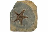 Exceptionally Preserved Fossil Starfish #232741-1